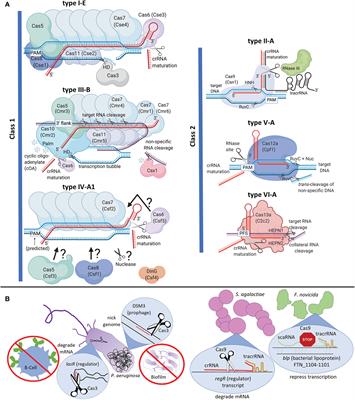 The CRISPR-Cas Mechanism for Adaptive Immunity and Alternate Bacterial Functions Fuels Diverse Biotechnologies